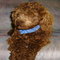Hershey4