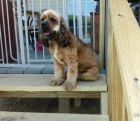 Sadie