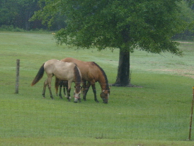 Horses