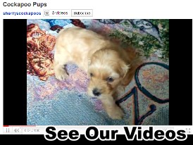 Puppy Videos