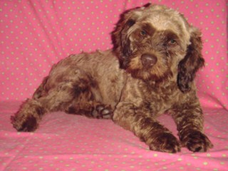 Abbie Gail abbiegail