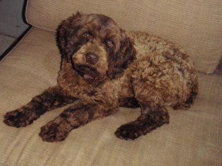 Mollie p3220328