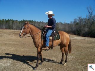 Cutting Quater Horse